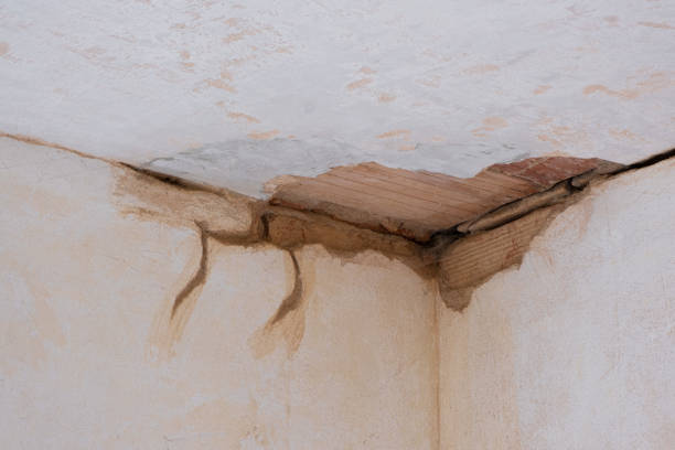 Best Mold removal after water damage  in West Columbia, SC